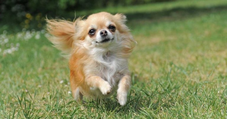 Dog breeds ‘could soon be seen as separate species’