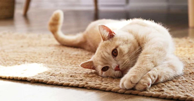 Feline epilepsy: review of options for treatment and management