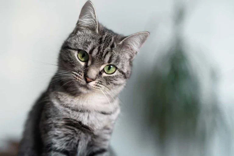 Charities unite to issue new feline parvovirus plea