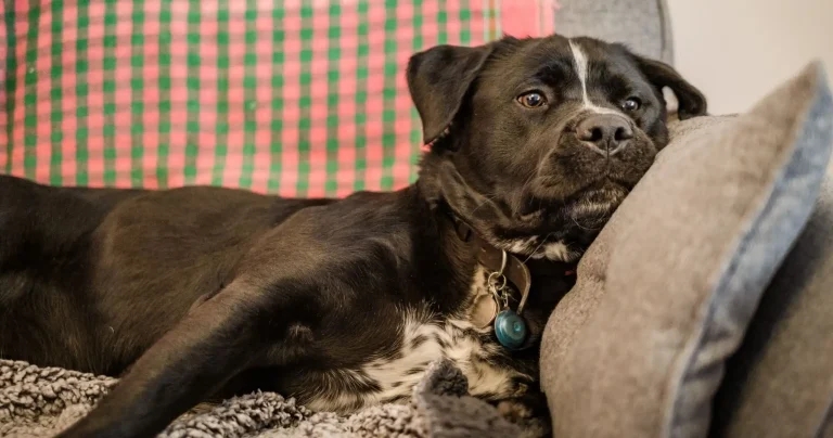 Dogs Trust issues domestic abuse foster service appeal