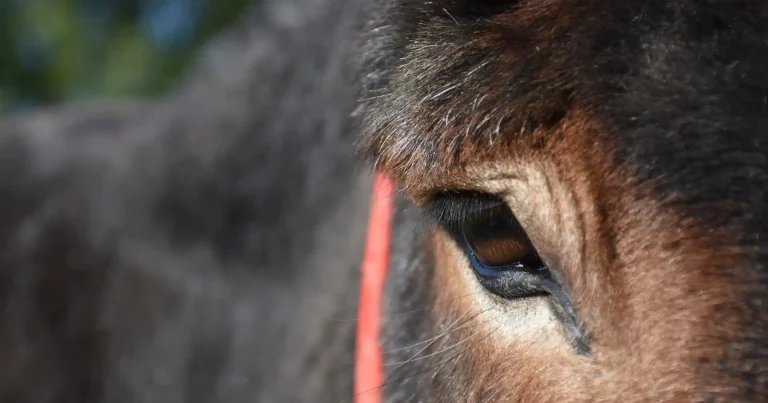 Treating working equines as individuals improves welfare – study