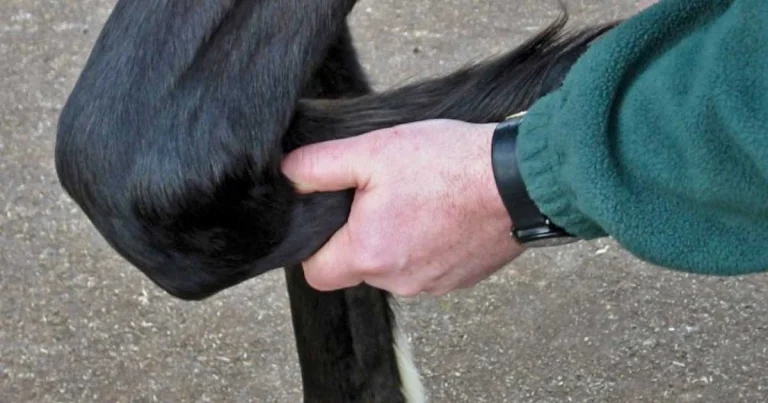 Good physical exam: what we can learn from palpation and flexion