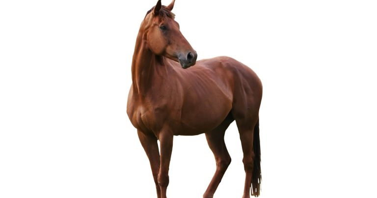 Equine metabolic syndrome