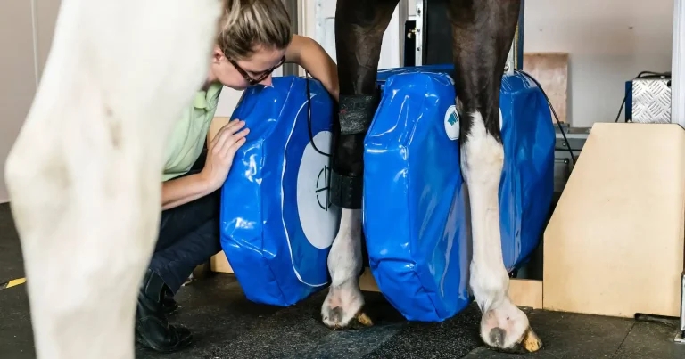 ‘Transformational’ equine imaging tool to be showcased at BEVA Congress