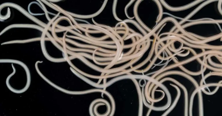 Worm disease research network to launch in 2026