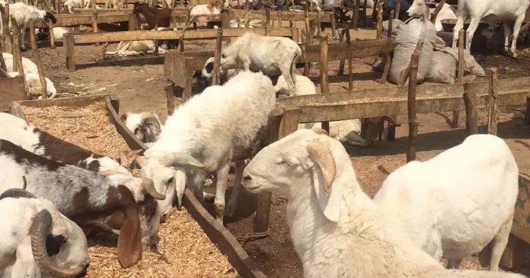 Pirbright vaccine partnership to combat Rift Valley fever