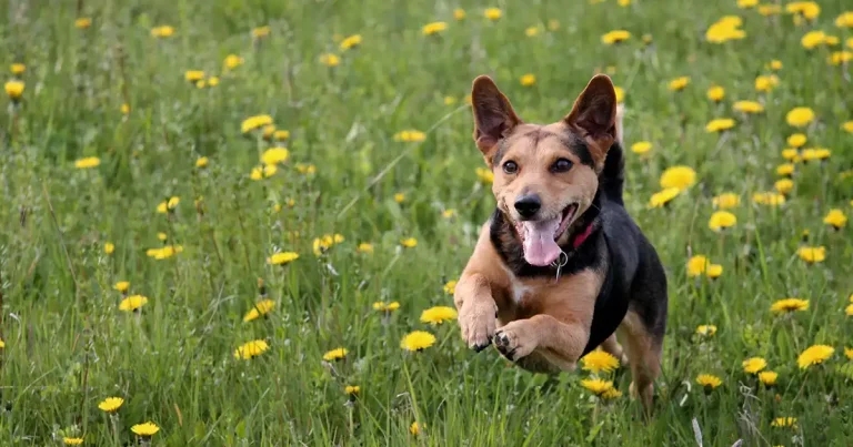 Zoetis’ Simparica Trio licensed to treat lungworm