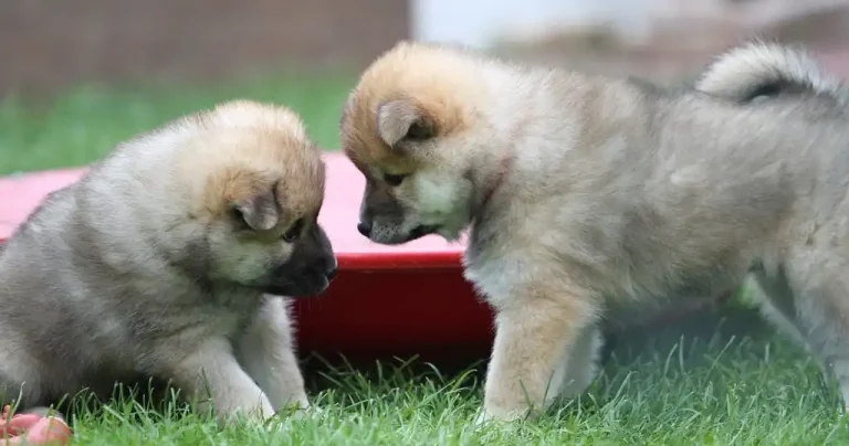 Public education needed on risks of puppy importation, studies say