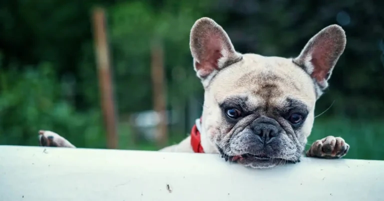 Study reveals BOAS bone abnormality link