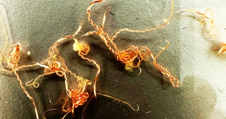 Livestock worming vaccine developed using ‘groundbreaking’ new technique