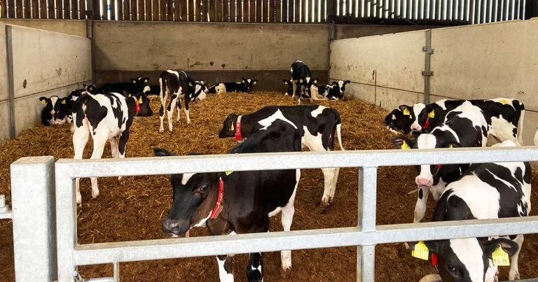 Optimising infectious bovine rhinotracheitis control in herds