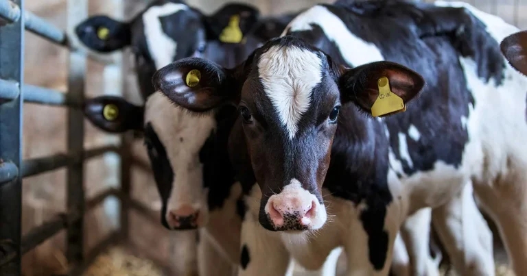 Do calves have friends? Look at social side of calf housing