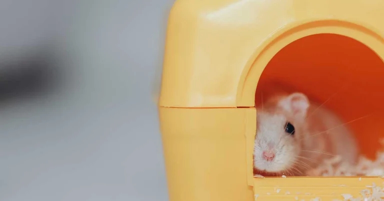 Helping owners how to choose a small mammal pet