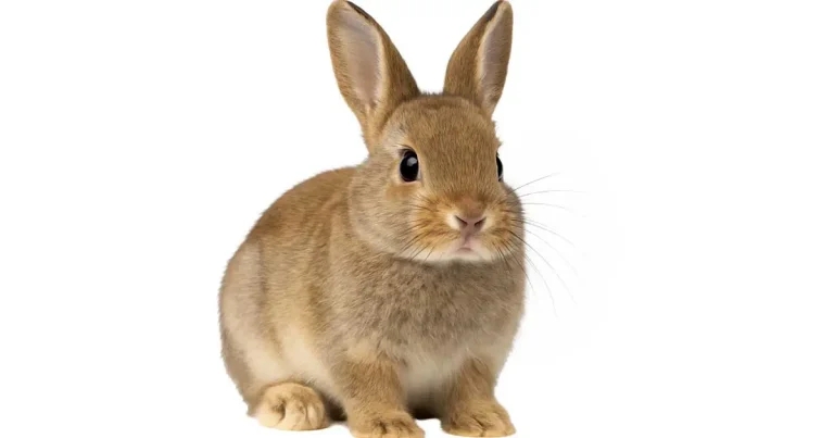 OA and flystrike in pet rabbits