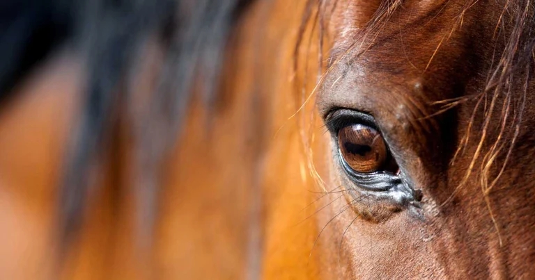 Equine colic: management and decision-making in the field