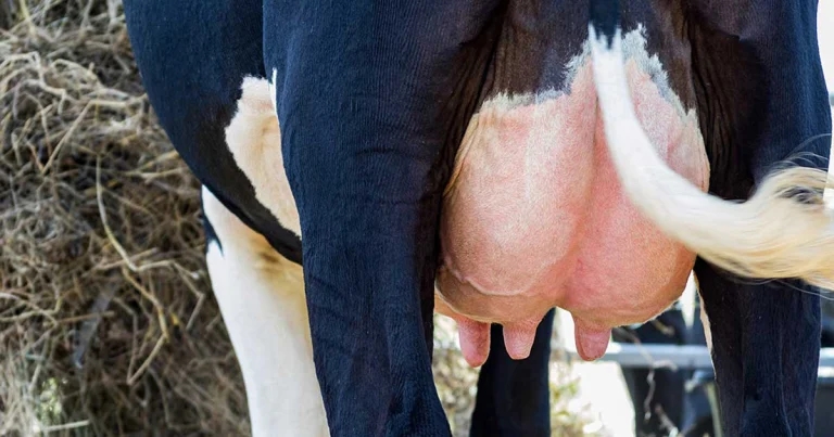 Metabolic disorders: managing ketosis in herds and individuals