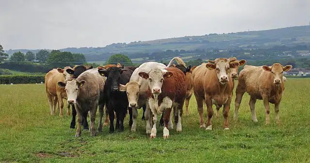 Report urges ‘step change’ in bTB fight