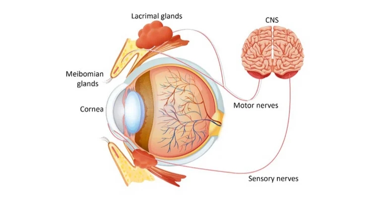 Managing dry eye disease in dogs