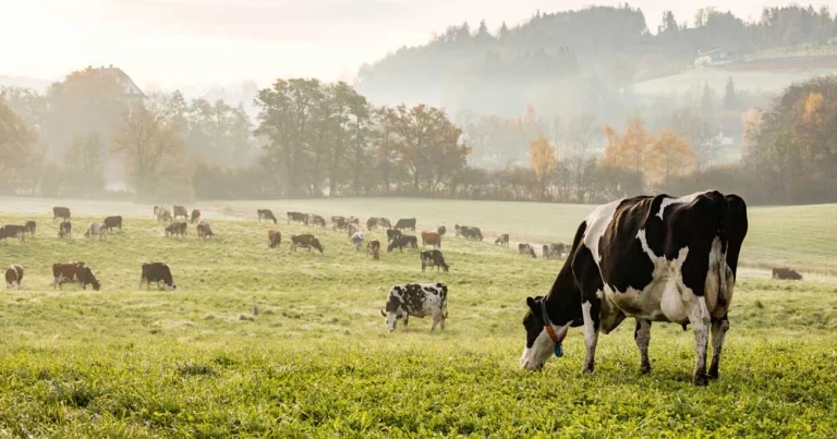 Bovine respiratory disease – understanding recent updates