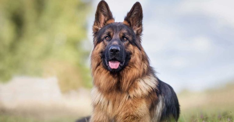 Paraprostatic cyst presentation: case study in German shepherd