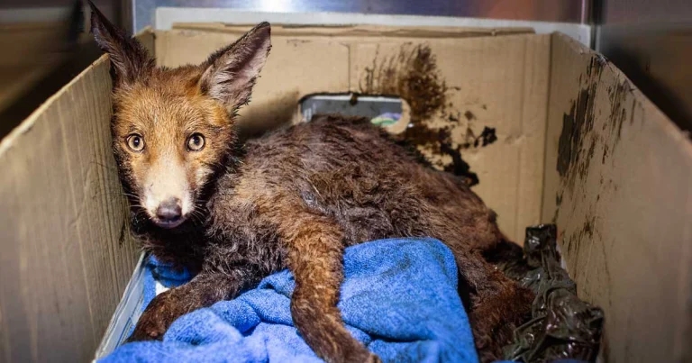 Fox cub stuck to road freed after months of care