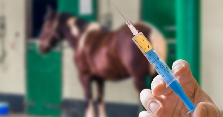 Antibiotic stewardship in equine practice – driving change