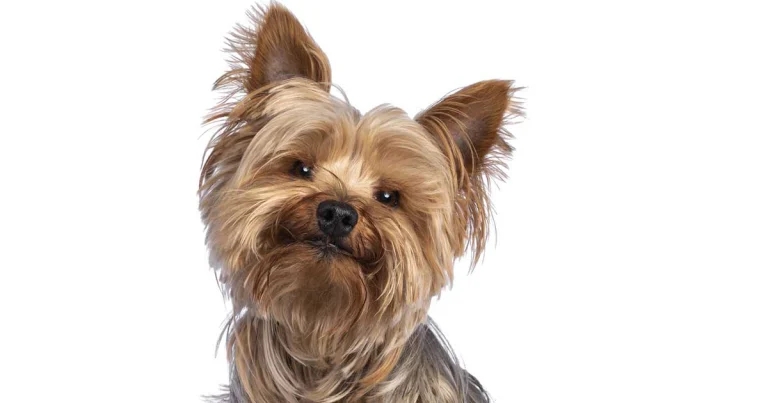 Dermatophytosis in dogs and cats – a comprehensive review