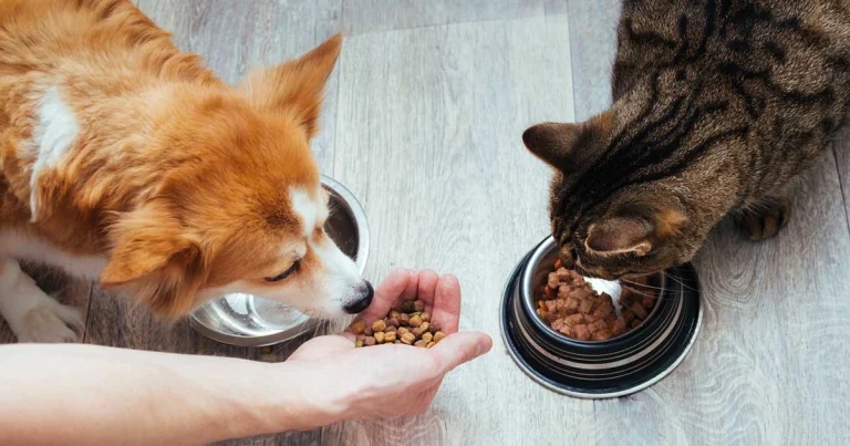 Gastrointestinal issues: who is giving out advice – and is it right?