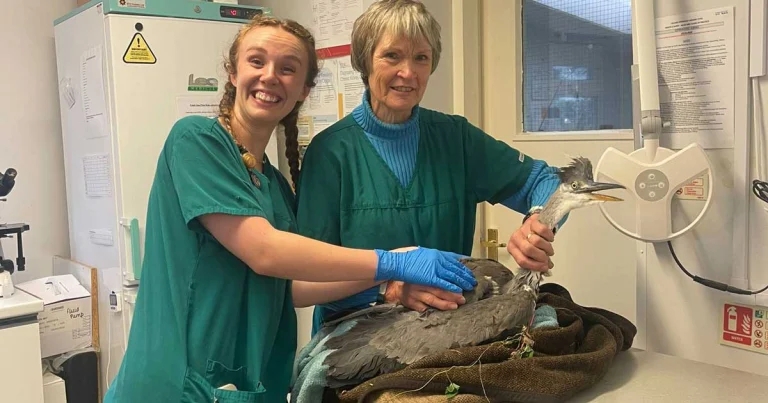 ‘Superhero’ RVN celebrates 50 years in practice