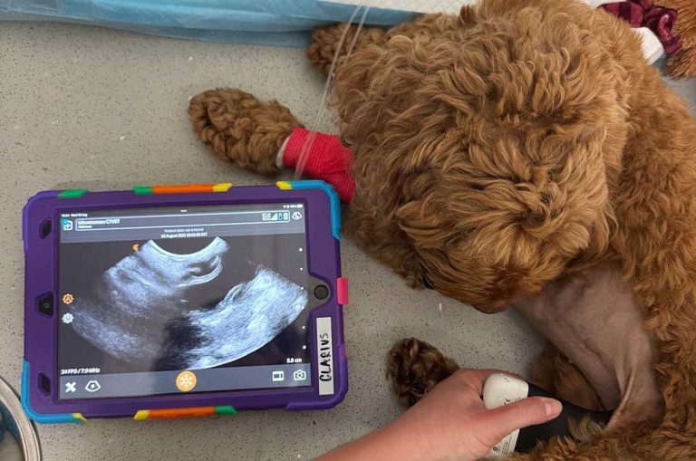 Imaging modalities: nurse’s role and conduct in ultrasound and CT