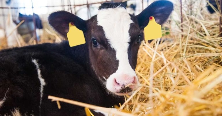Role of transition milk in rearing strong dairy heifer replacements