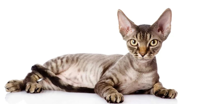 Feline atopic skin syndrome