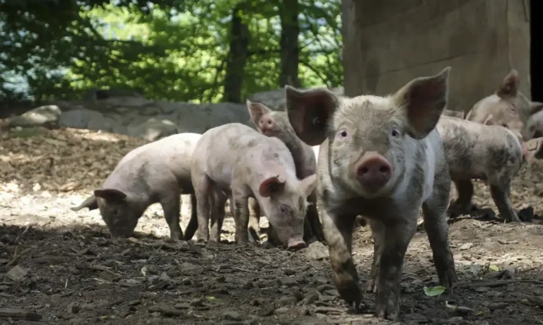 Study claims solid dose vaccine first after piglet tests