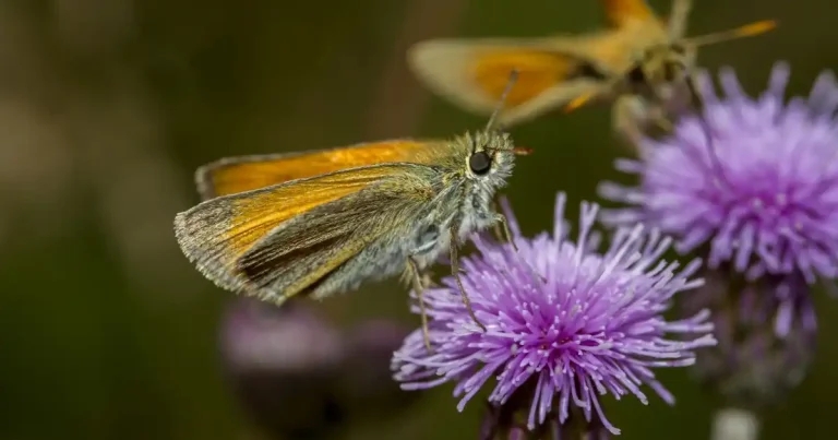 Pesticide action needed now, butterfly charity warns
