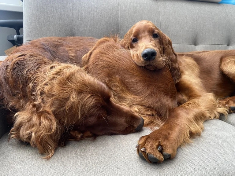 Luck of the Irish – dog duo claims calendar competition win