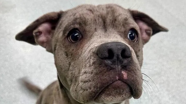 Council faces £50k bill in ‘dangerous’ dog case