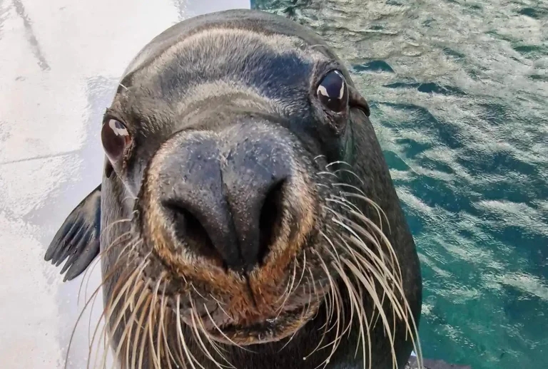 New marine mammal ventilator enables ‘landmark’ sea lion surgery