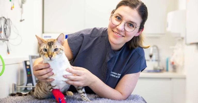 West Sussex vet takes top honour at National Cat Awards