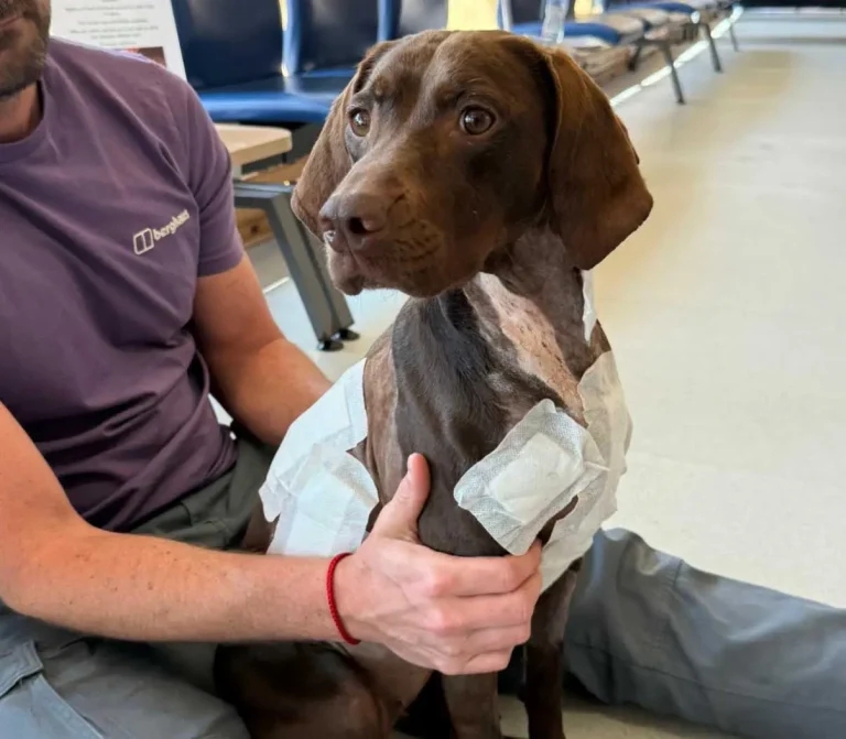 Stick or twist for Piper as vets save impaled dog