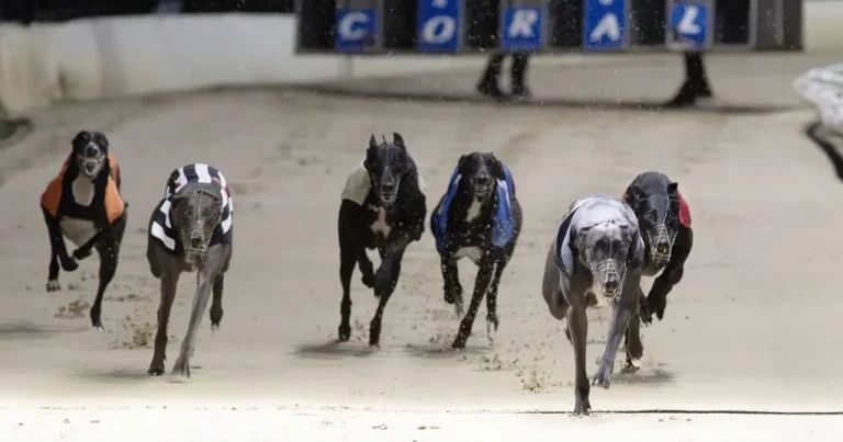 Governing body hails vet contribution to greyhound welfare strategy