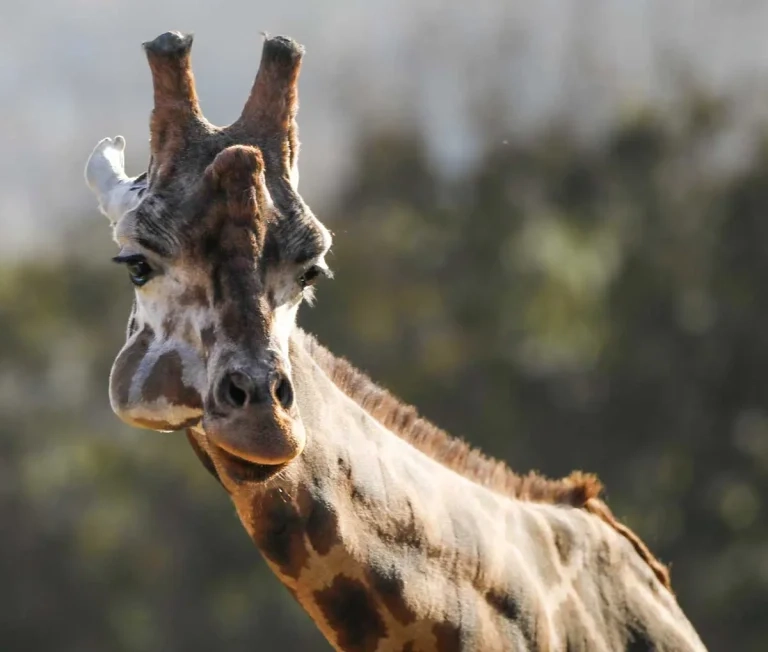 Cheeky giraffe’s food pouch drama as vets pull off high-risk procedure