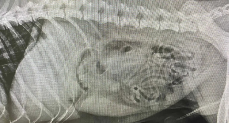 Vet issues brush warning after Hendrix experience