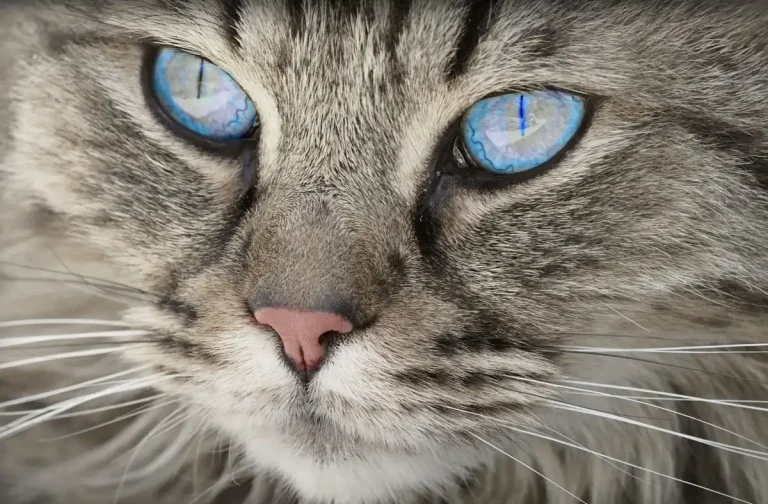 Charity project aims to boost cat neutering levels