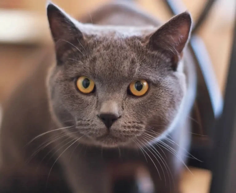 Confinement not a ‘win-win’ for cats and wildlife – paper