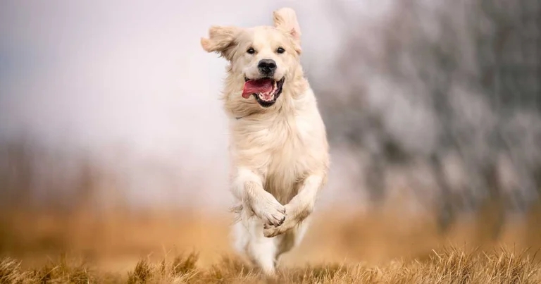 Acute kidney injury in dogs – could leptospirosis be the cause?