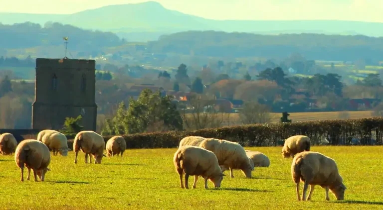 Ruminant sector launches new antibiotic drive