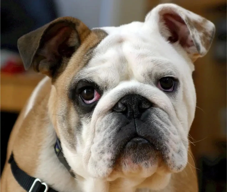 Crufts to introduce tougher brachycephalic entry rules
