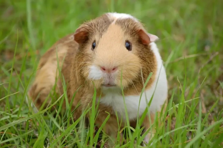 Abandonment fears raised as Guinea Pig Awareness Week begins
