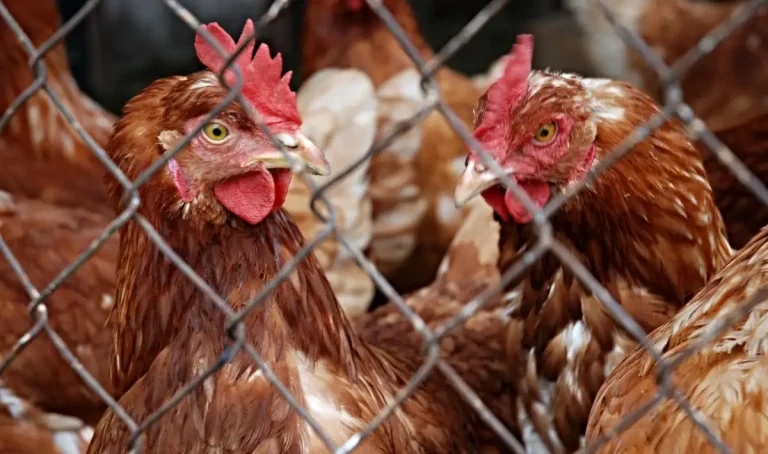 CVO issues avian flu warning after new cases