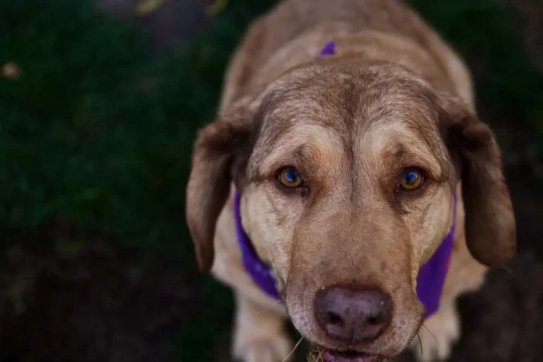 New UK dog behaviour survey launched